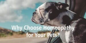 Homeopathy for Pets