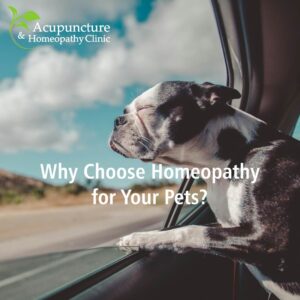 Homeopathy for Pets